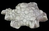 Bargain, Agaricocrinus Crinoid Fossil - Crawfordsville, Indiana #68492-1